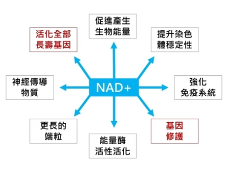 NMN抗衰老的八大科學支撐