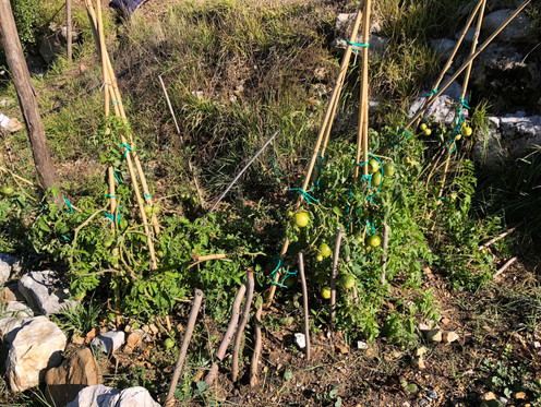 TOMATES MG_4666.jpeg