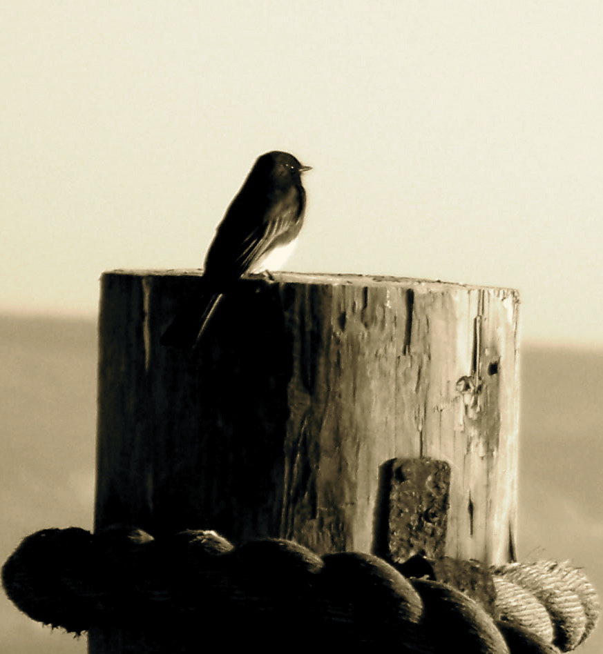 phoebe on stump 1