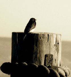 phoebe on stump 1