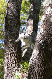 Olga dans un arbre à la ferme de Nanesse
