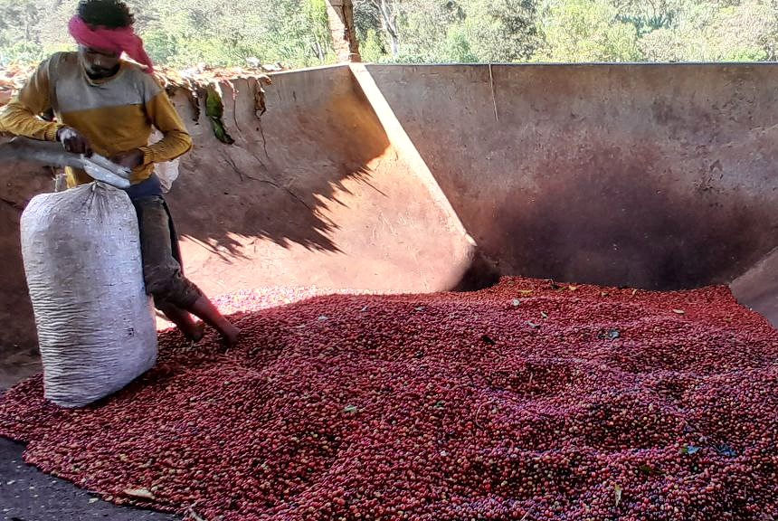 Thumbnail: ethiopia bench maji - washed