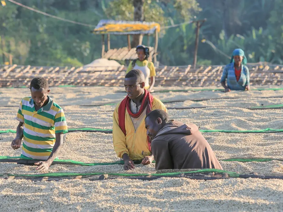 Thumbnail: ethiopia siko - washed process