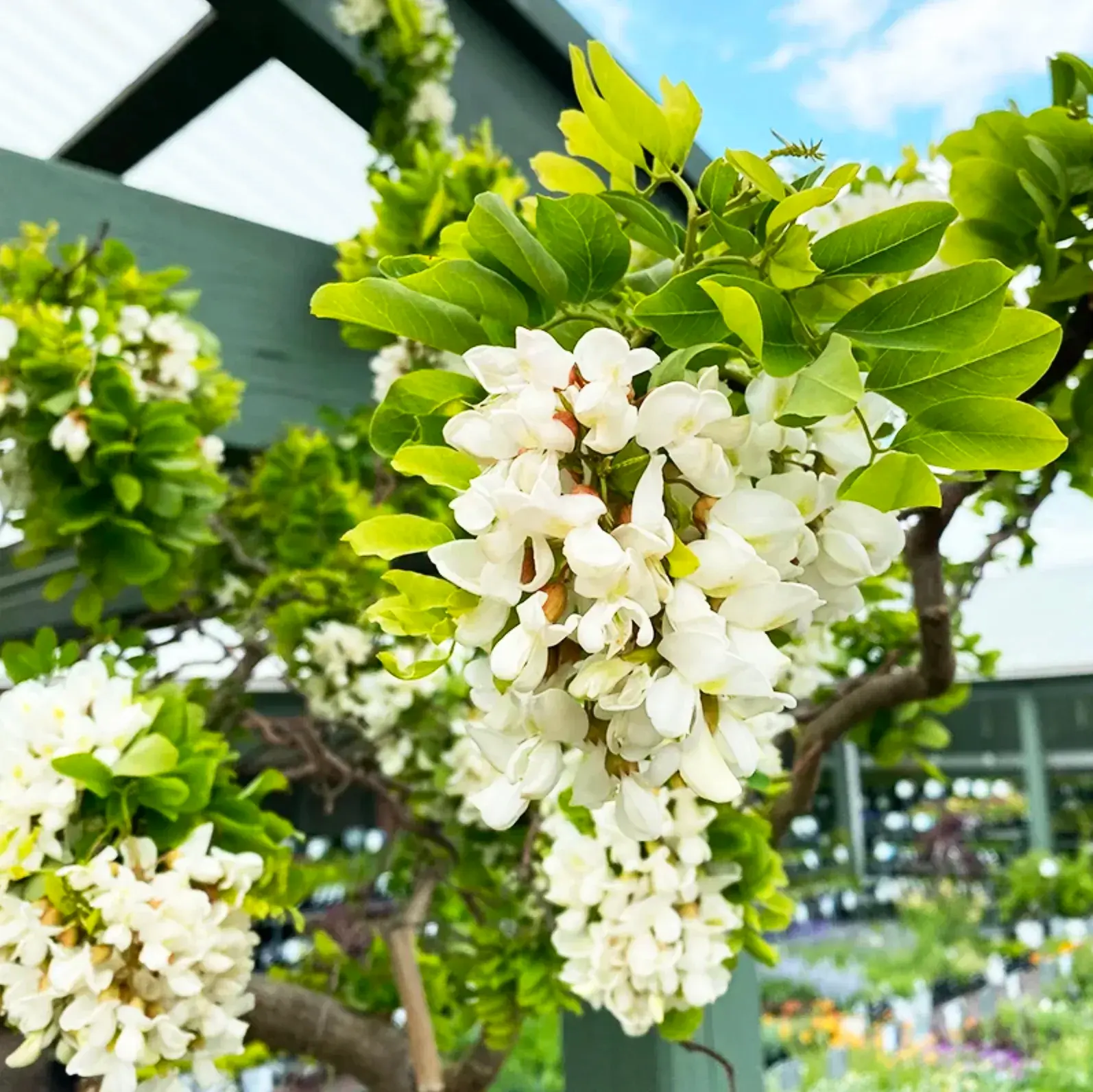 Twisty Baby Black Locust