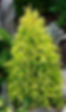 Thumbnail: Gold Cone Juniper
