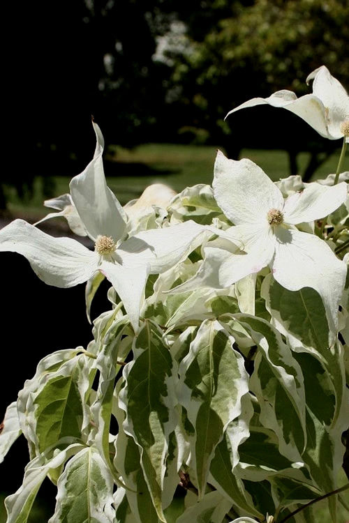 Thumbnail: Summer Fun Dogwood