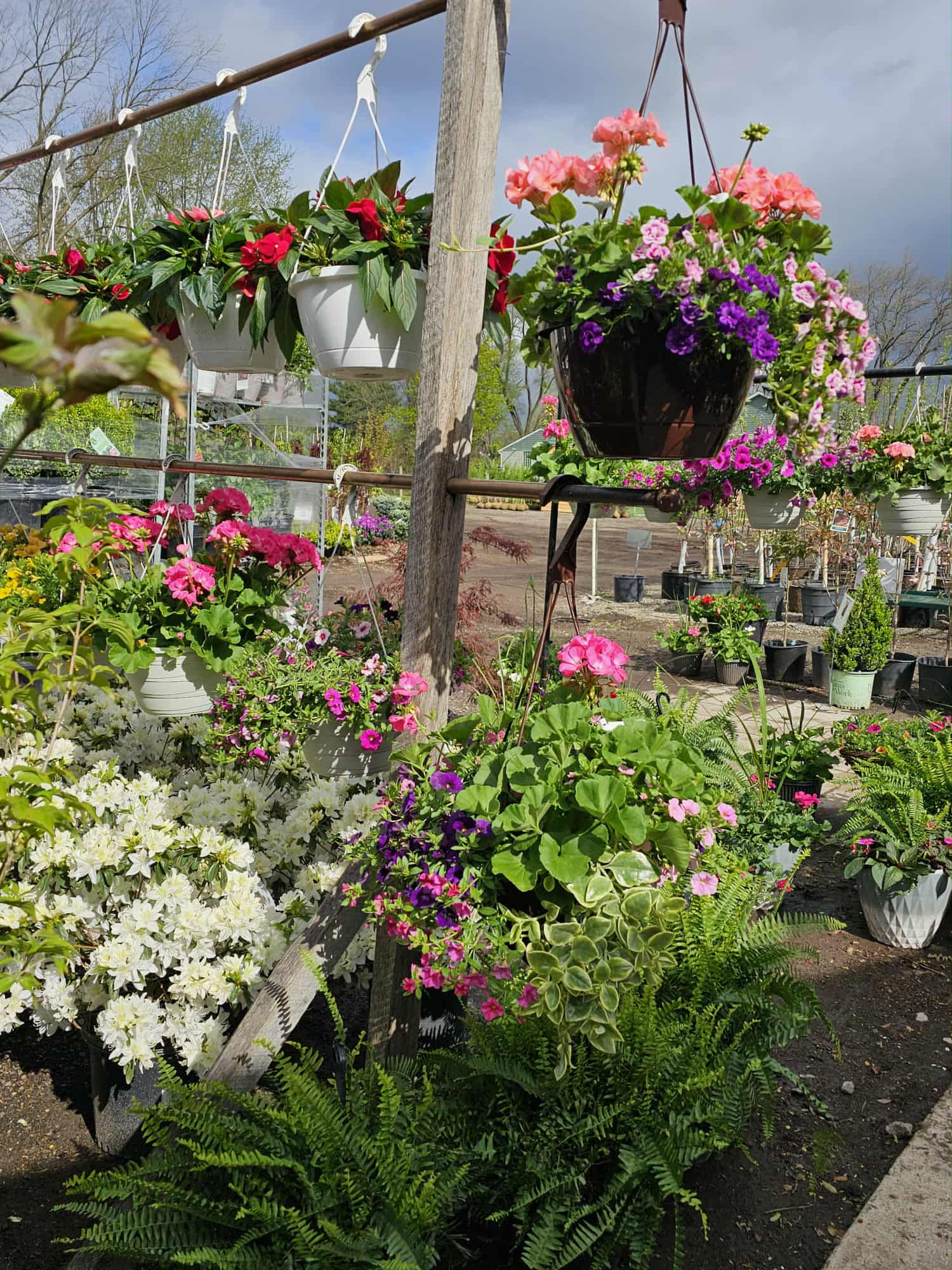10" Patio Pot Geranium & Spike
