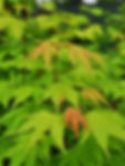 Thumbnail: Japanese Maple
