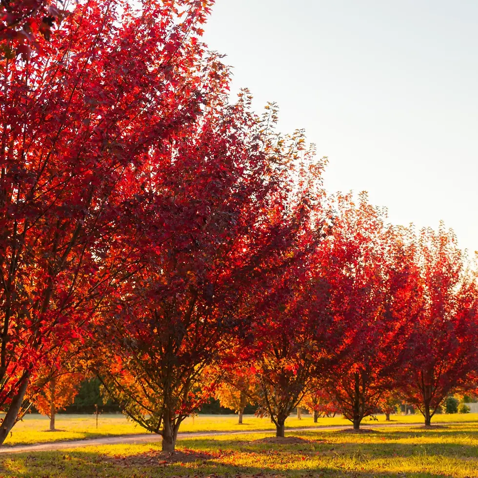 Thumbnail: Autumn Blaze Maple