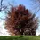 Thumbnail: Beech Trees