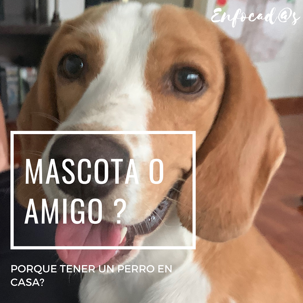 Porque tener un perro en casa?