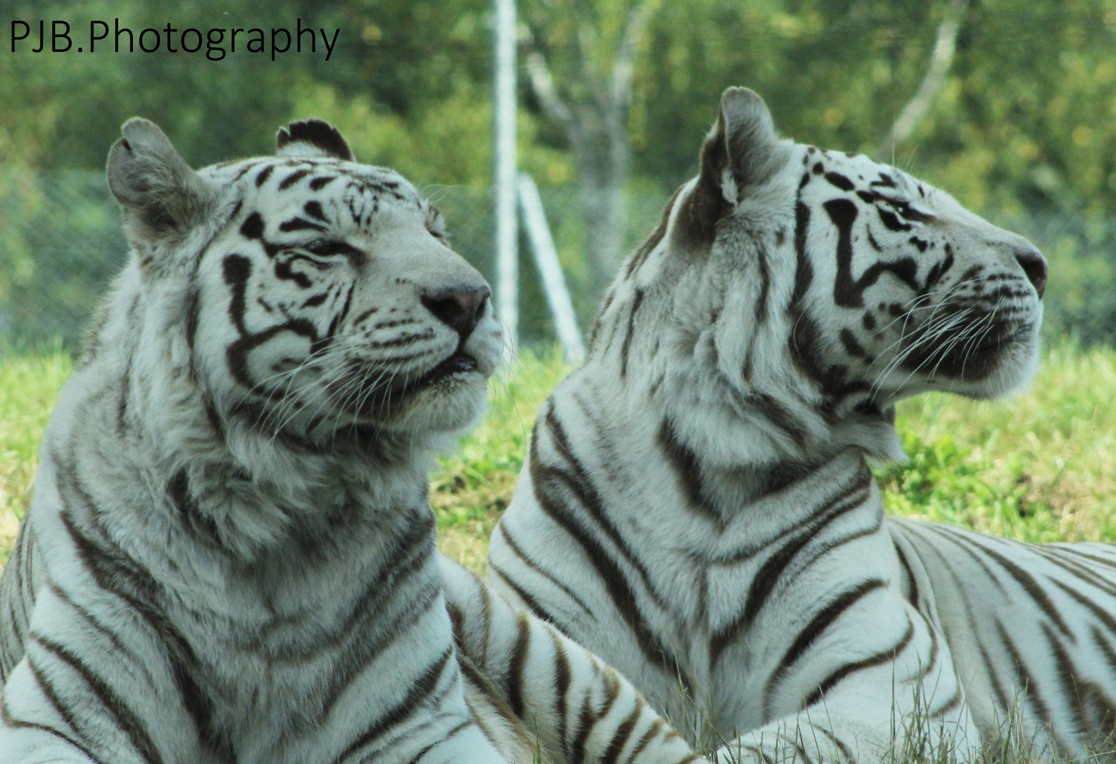 Tiger Aluminium Print