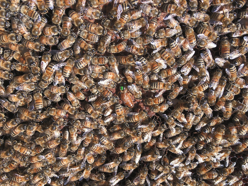 La famiglia di api e la sua regina a Cà Rotta 101