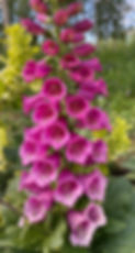 IMG_4771_edited.jpg
