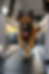 Belgian Malinois Running on Slatmill Treadmill in Mobile Dog Gym Van.PNG