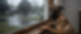 Belgain Malinois Sad Raindy Day Window.jpg