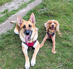 Canine Physiotherapy