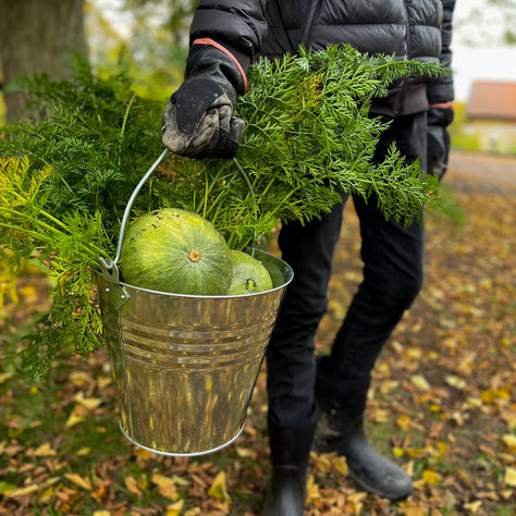 Skörd av pumpor och morötter i hink.