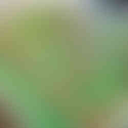 Schabloner av äpplen till design