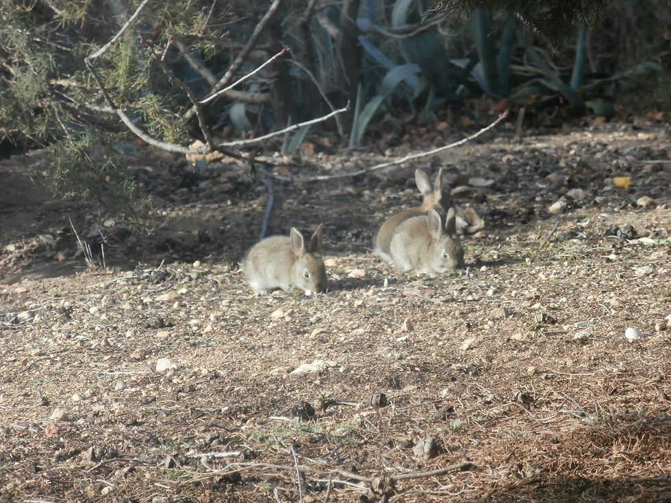 Conejo de campo
