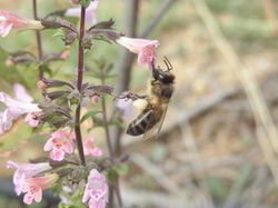 en flor de menta-poleo,