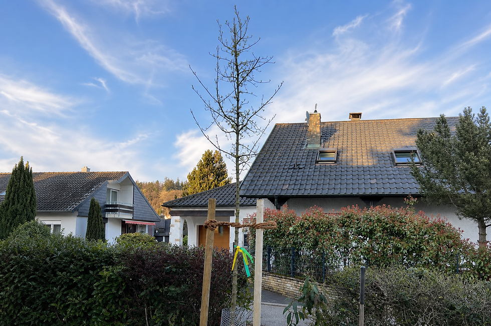 Neu gepflanzter Baum mit Dreibock-Verankerung in einem Garten