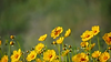 Sunflower with Butterfly_Still
