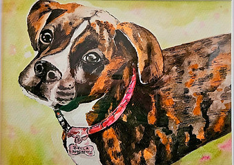 Pet Portrait