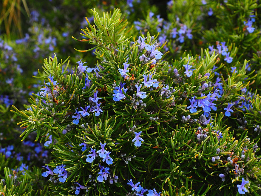 rosemary-ga64763b5c_1920.jpg