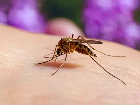 Yellow Fever Vaccine Facts Benefits Risks and Its Importance in African Countries