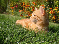 Annie a Microchip Miracle