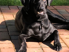 Max Rich is the May Pet of the Month