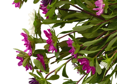 Untitled design (7)_edited.png