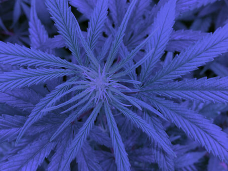 W2G Anticipates Receipt of Canadian Cultivation, Standard Processing, and Medical Sales License
