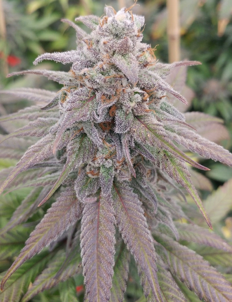 THC