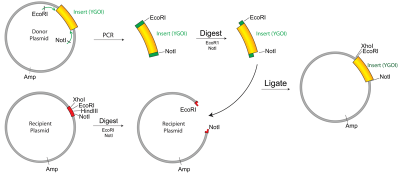 Plasmid Cloning By PCR