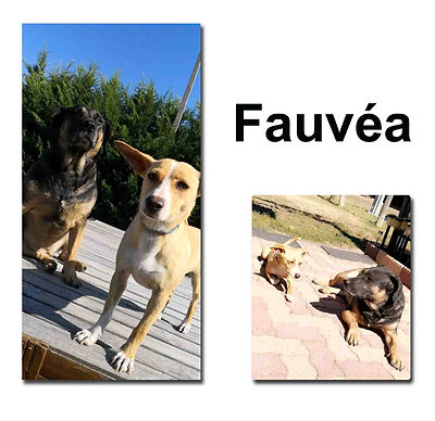 Fauvéa_21_10_18_copie.jpg