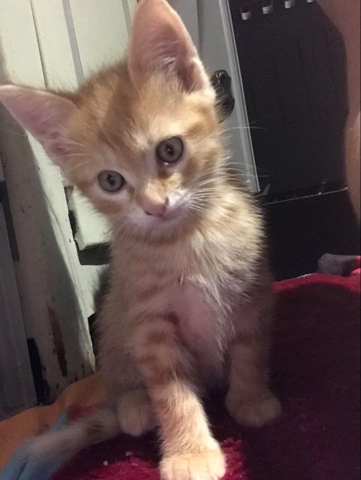 romeo