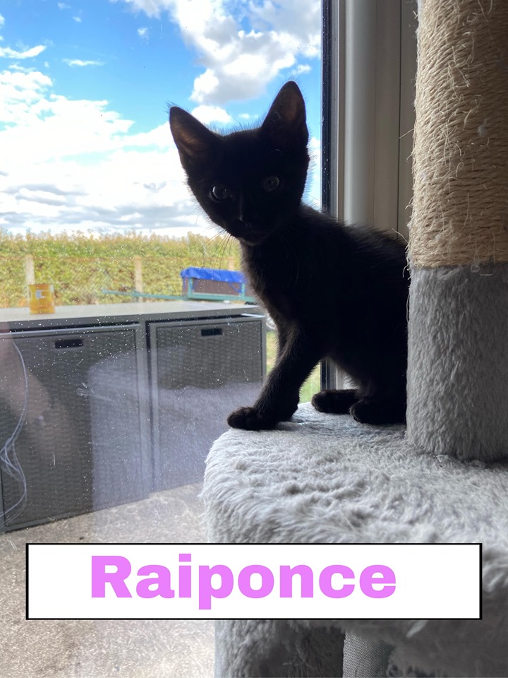 raiponce