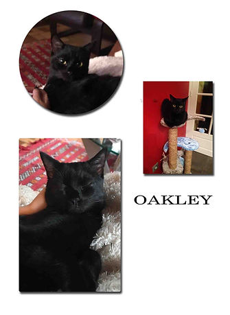 OAKLEY 16 01 19.jpg