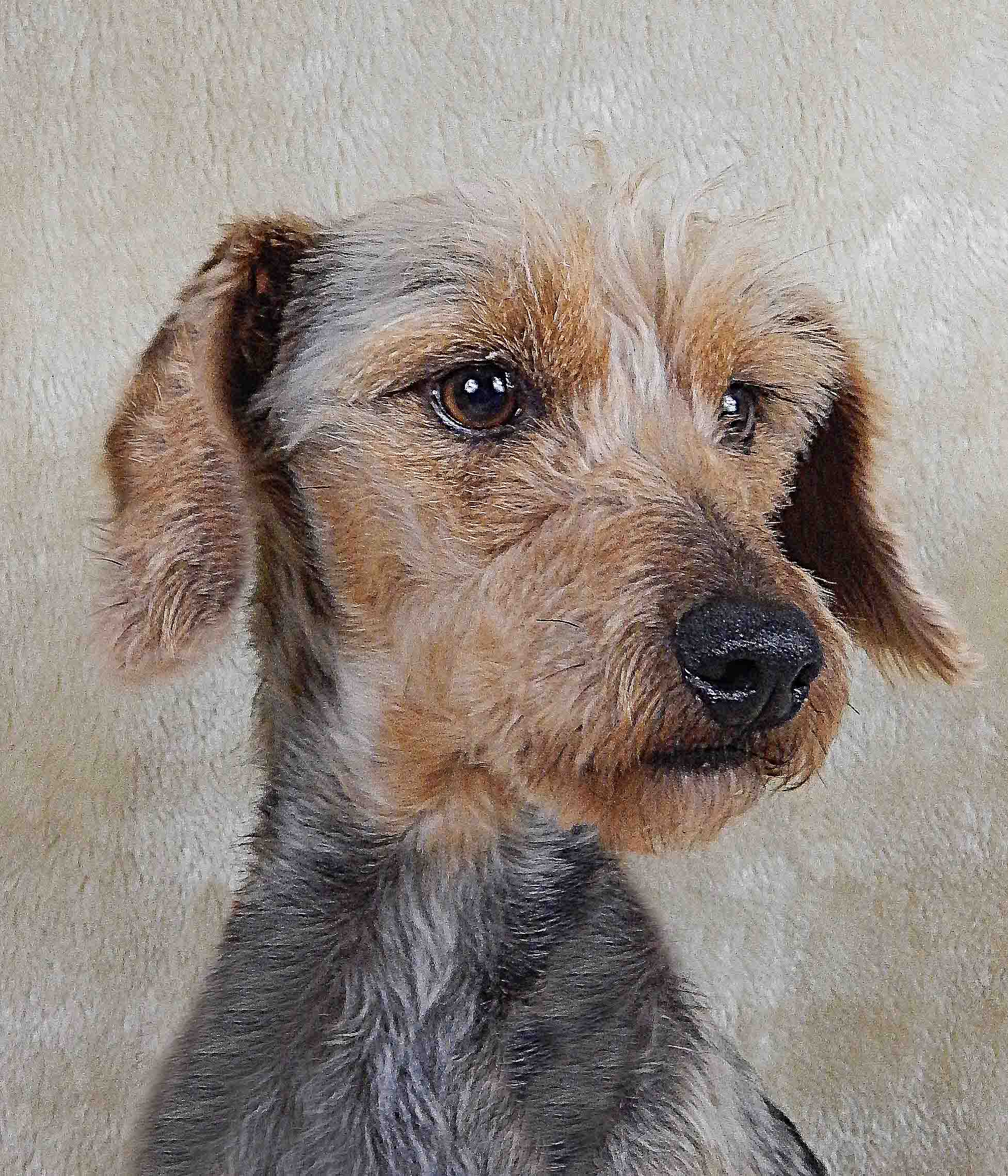 Portraits Des Chiens Spadugiennois45500