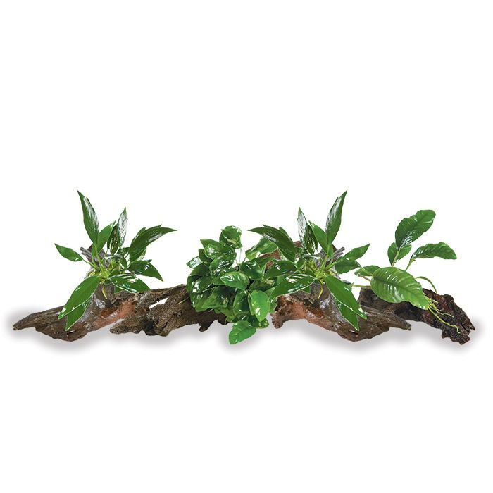 Mini Driftwood Anubias Assorted