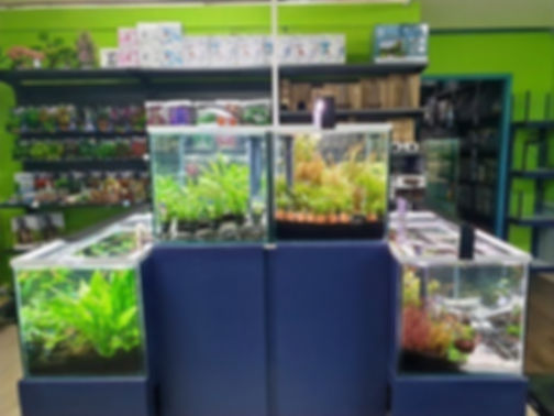 fresh water aquarium tanks in Victoria by Aquarium Hut