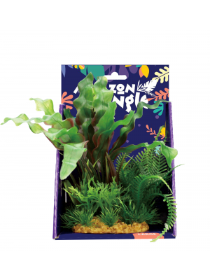 Amazon Jungle Mixed Aponogeton Display 20cm