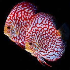 Thumbnail: Discus Fish 7 to 15cm