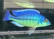 African Cichlid – BLUE NOVA