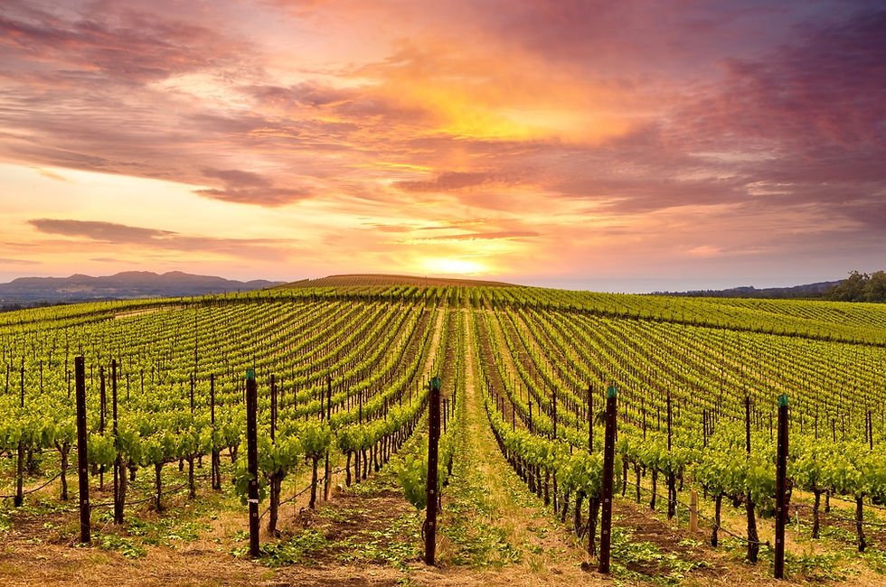 vineyard111.jpg