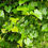 Thumbnail: Wildcrafted Dried Fox Grape leaves.