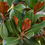 Thumbnail: 1 Gallon Bag of Dried Magnolia Leaves