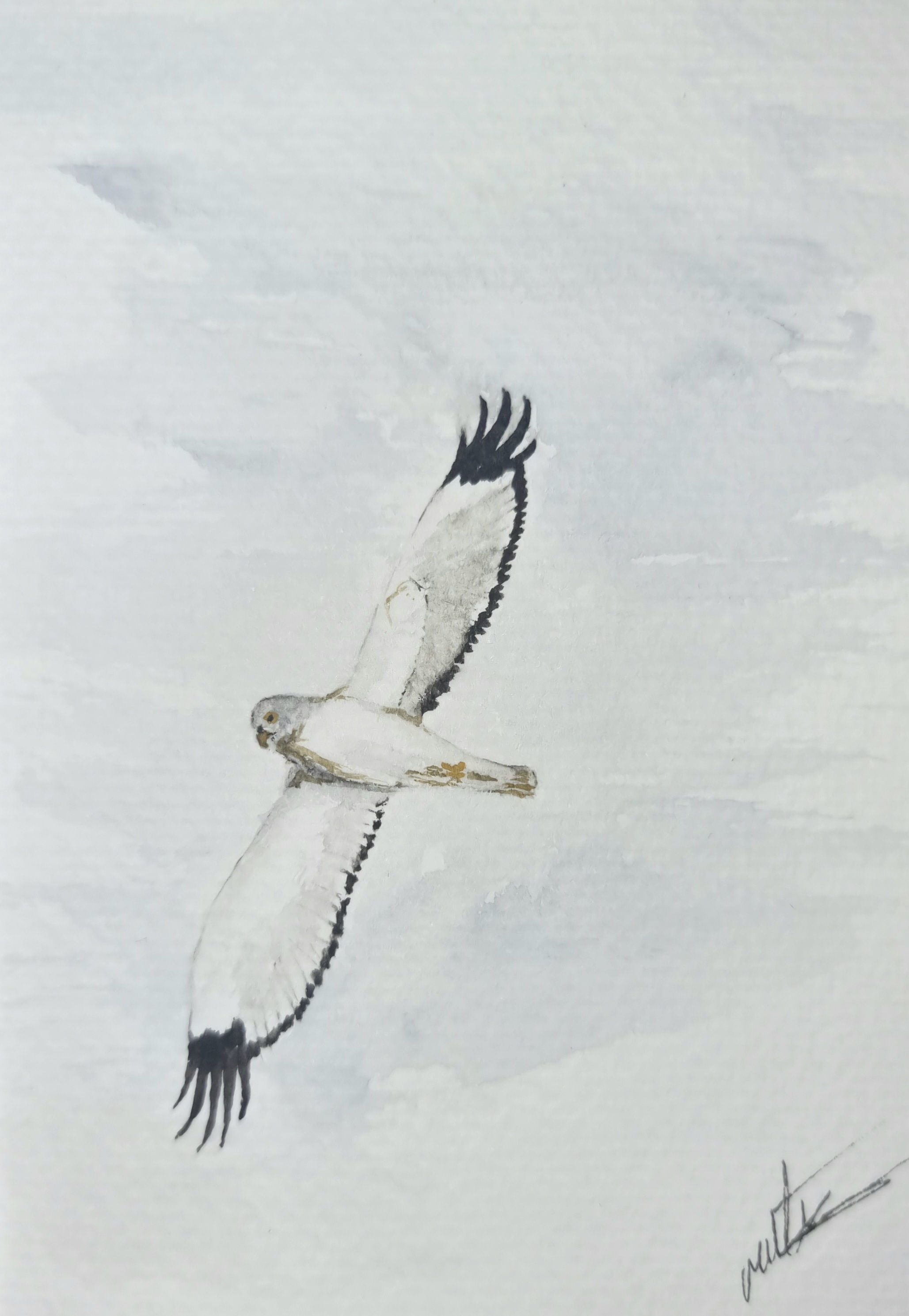 Mini original watercolour of a male hen harrier